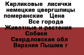 Карликовые “лисички“  немецкие цвергшпицы/померанские › Цена ­ 35 000 - Все города Животные и растения » Собаки   . Свердловская обл.,Верхняя Пышма г.